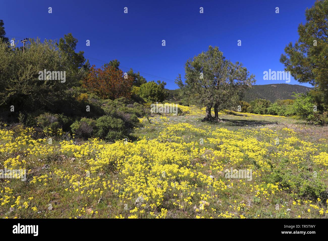 Prati fioriti e maccia in montagna, Grecia, Lesbo, Ambeliko Foto Stock