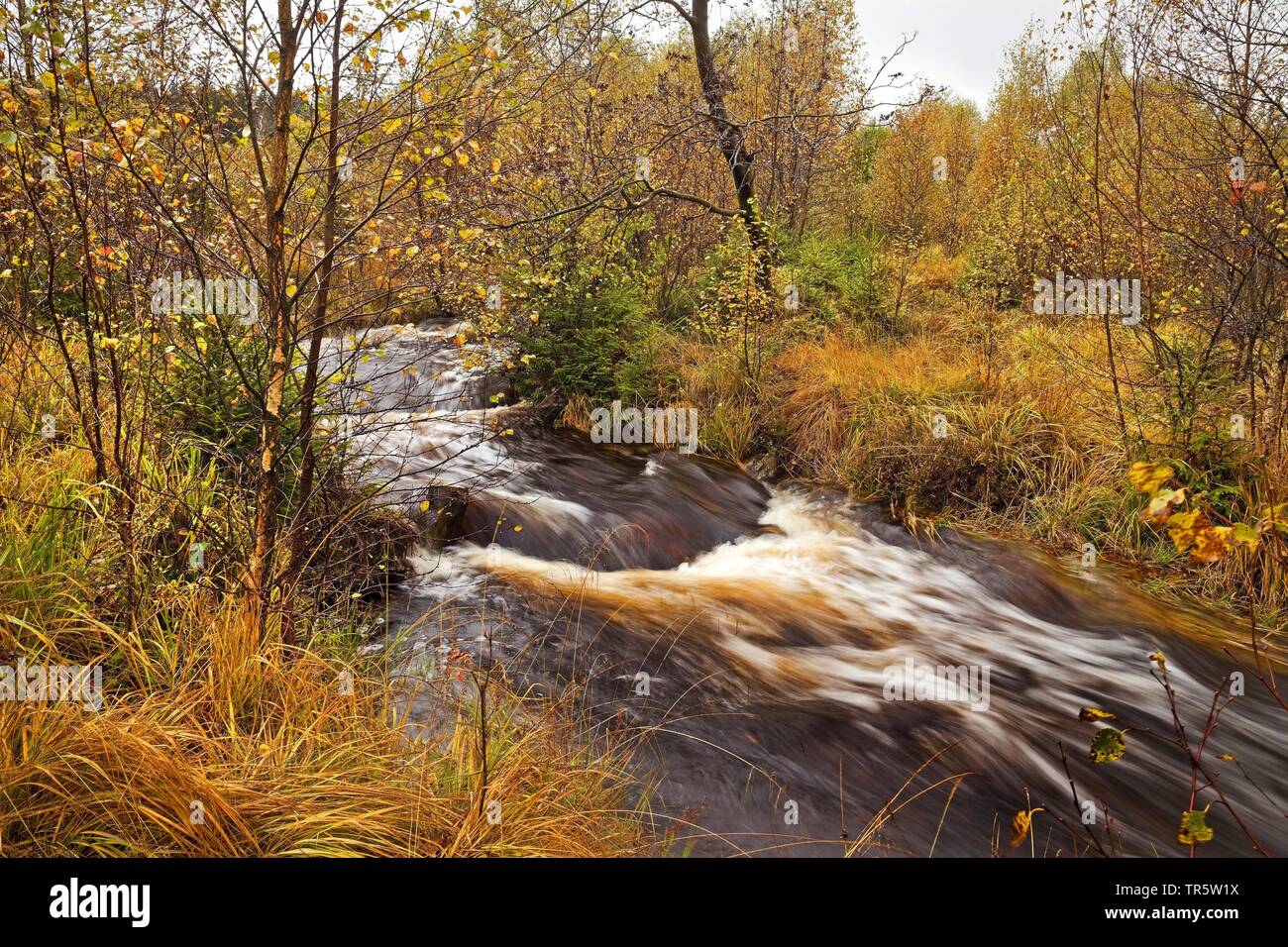 Autumnal creek, in Germania, in Renania settentrionale-Vestfalia, Hautes Fagnes, Monschau Foto Stock