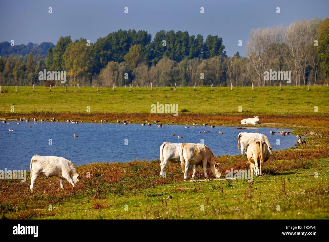 Gli animali domestici della specie bovina (Bos primigenius f. taurus), vacche e uccelli di acqua nella riserva naturale Bislicher Insel, in Germania, in Renania settentrionale-Vestfalia, Basso Reno, Xanten Foto Stock