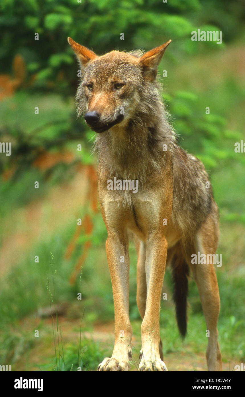 Unione lupo (Canis lupus lupus), in piedi, vista frontale, Germania Foto Stock