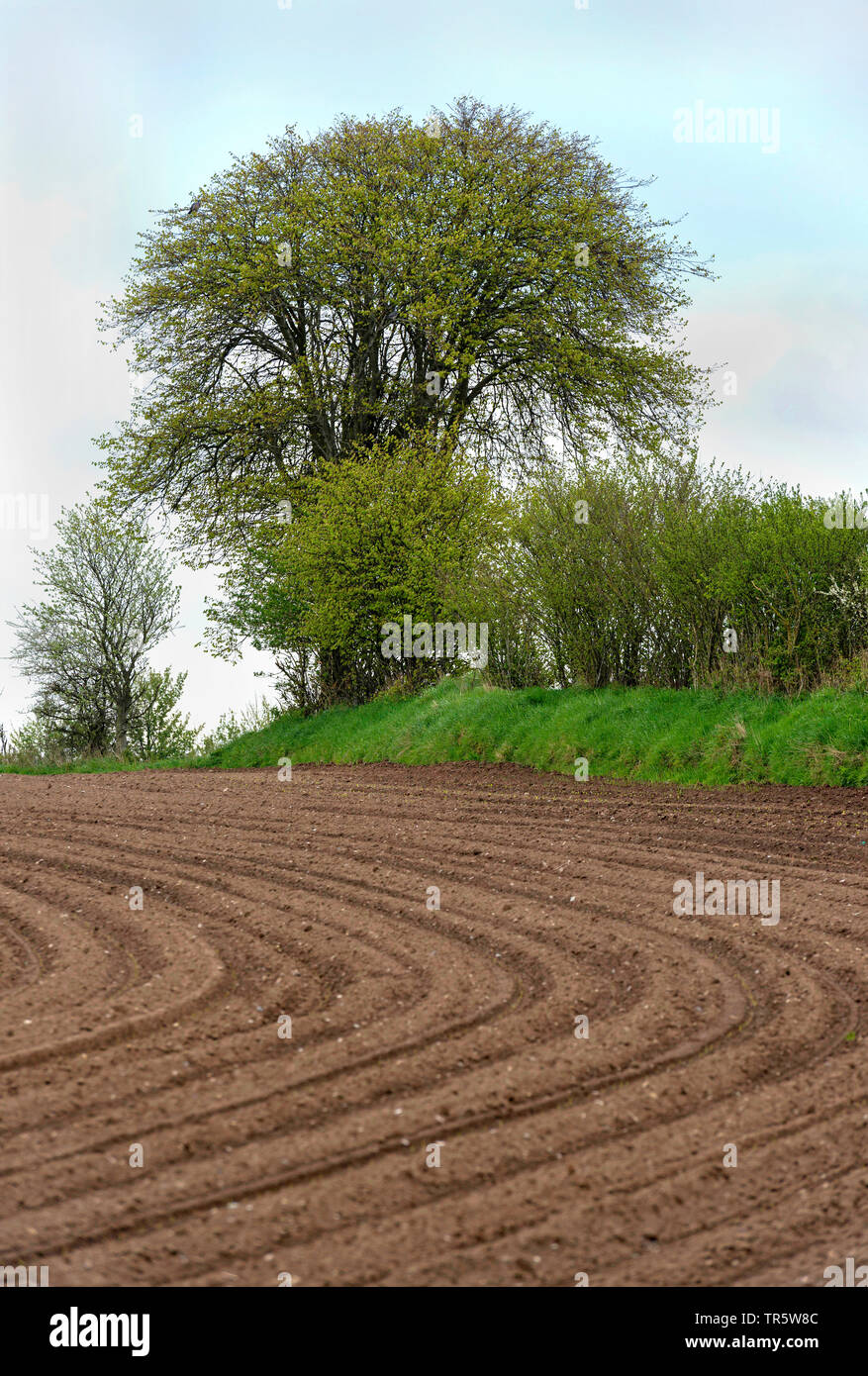 Comune di faggio (Fagus sylvatica), in corrispondenza di un bordo di campo con hedge bank Foto Stock