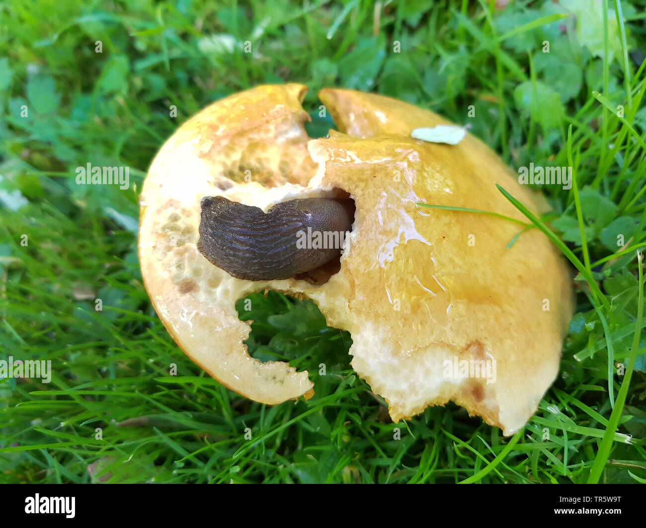 Il larice bolete (Suillus grevillei), corpo fruttifero in un prato sotto un larice con lumaca, in Germania, in Renania settentrionale-Vestfalia Foto Stock