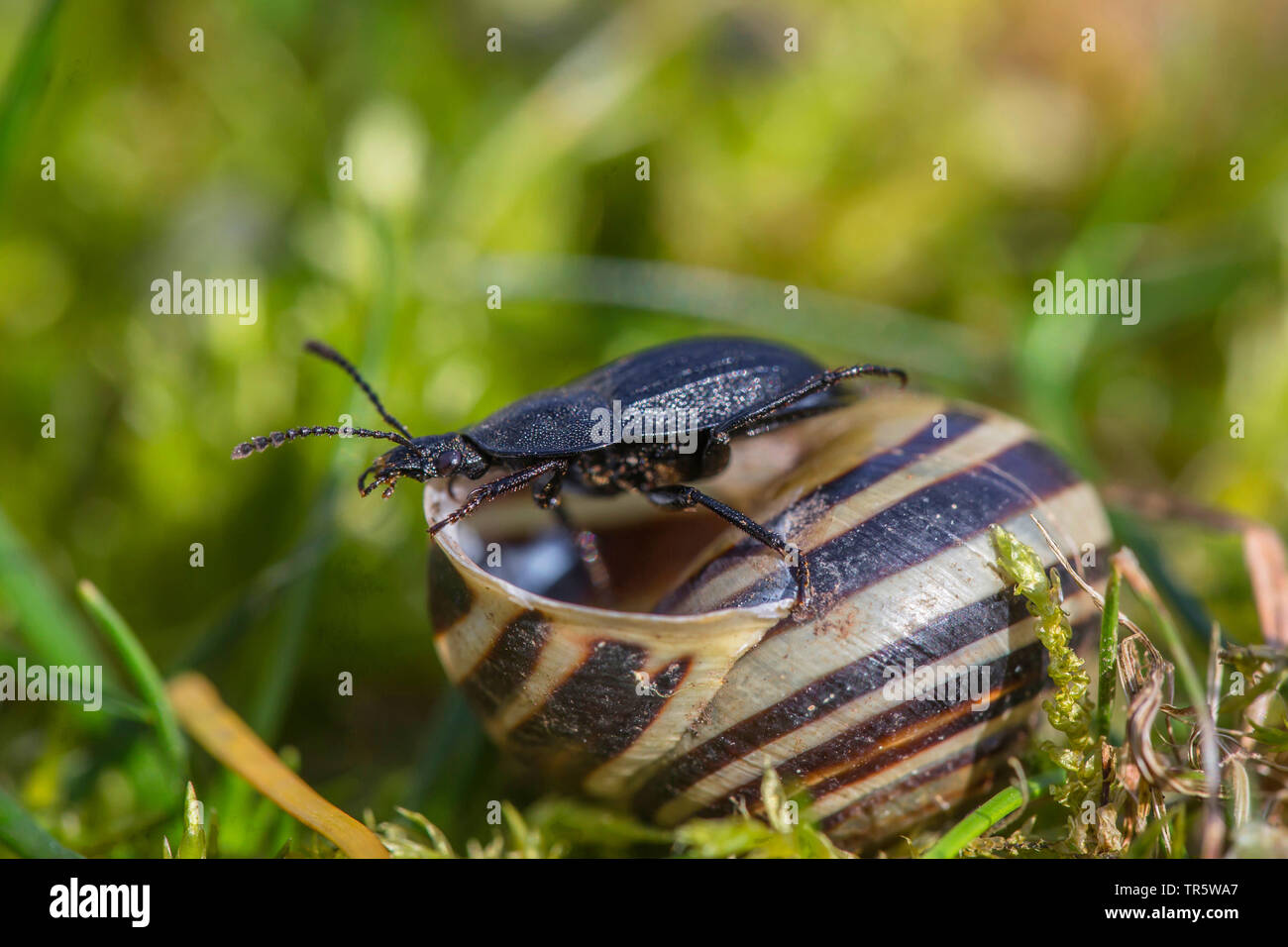 Carrion beetle (Phosphuga atrata, Silpha atrata), ispezionare la lumaca Guscio del giardino lumaca nastrati, in Germania, in Baviera, Niederbayern, Bassa Baviera Foto Stock