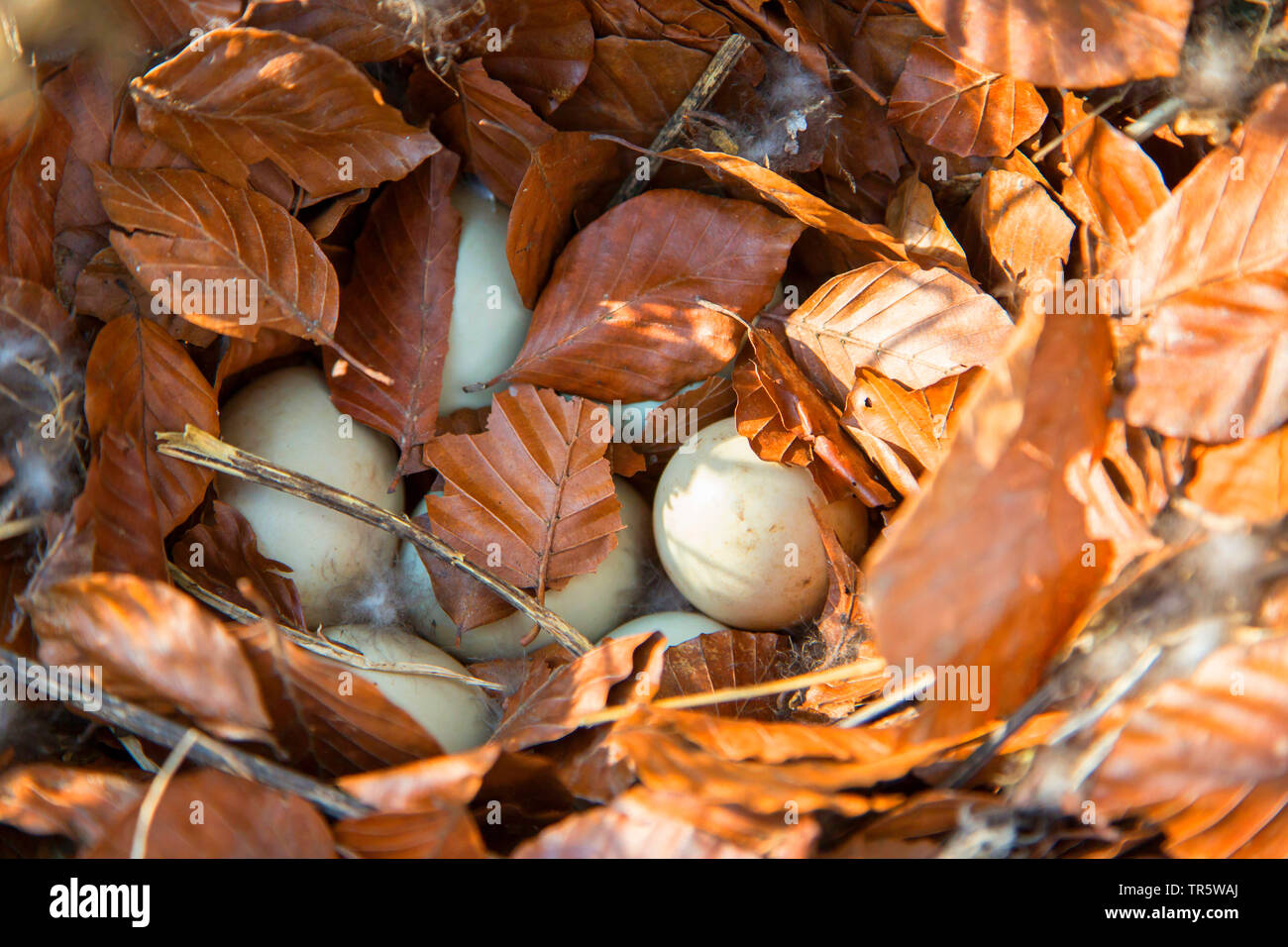 Il germano reale (Anas platyrhynchos), le uova erano mimetizzati con fogliame, in Germania, in Baviera, Niederbayern, Bassa Baviera Foto Stock