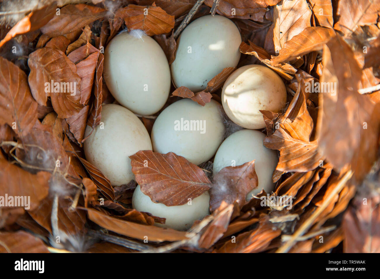 Il germano reale (Anas platyrhynchos), uova in un nido di massa fatta di fogliame di faggio, in Germania, in Baviera, Niederbayern, Bassa Baviera Foto Stock