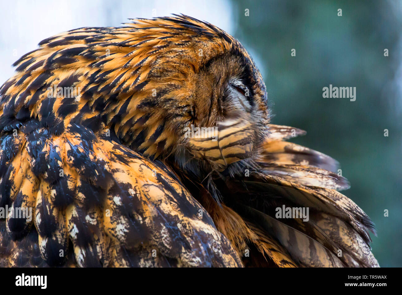 Nord del gufo reale (Bubo bubo), toelettatura con il disegno di legge il suo piumaggio posteriore, ritratto, in Germania, in Baviera, Niederbayern, Bassa Baviera Foto Stock