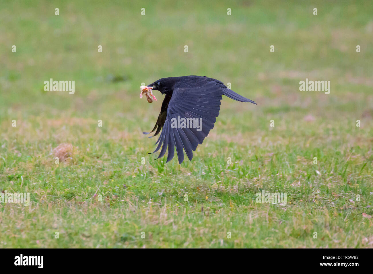 Carrion crow (Corvus corone, Corvus corone corone), volare lontano con una giovane predati bird, vista laterale, in Germania, in Baviera, Niederbayern, Bassa Baviera Foto Stock