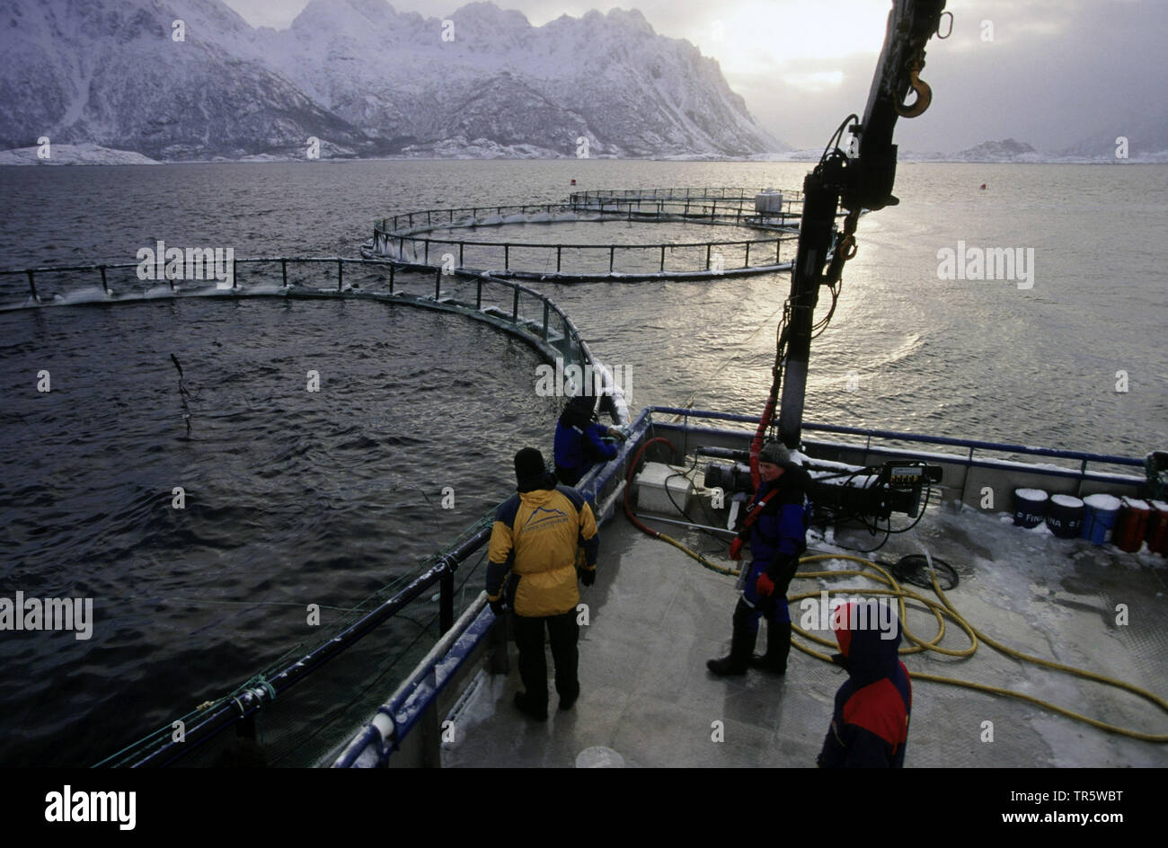 Farmin salmone dell'Atlantico del Nord, Norvegia, Isole Lofoten Foto Stock