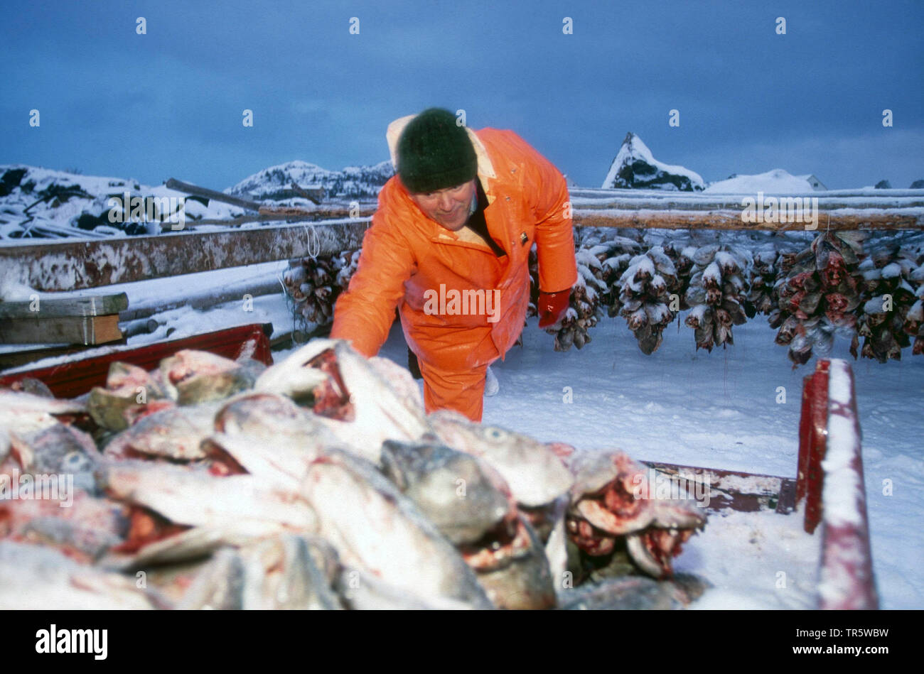 Pescatore con teste di baccalà, Norvegia, Isole Lofoten Foto Stock