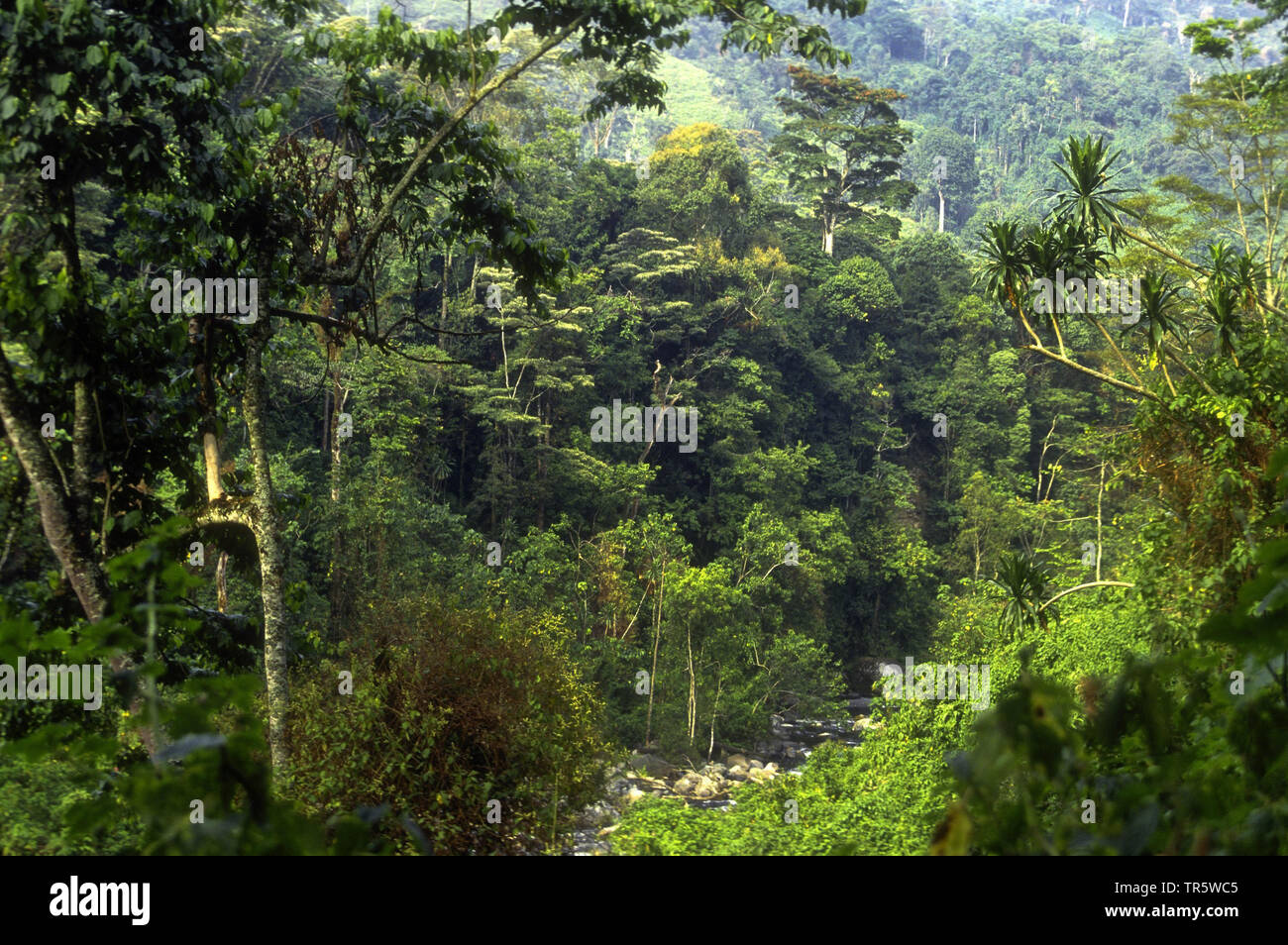 Tropical Rainforest montane, Uganda Ruwenzori Mountains National Park Foto Stock