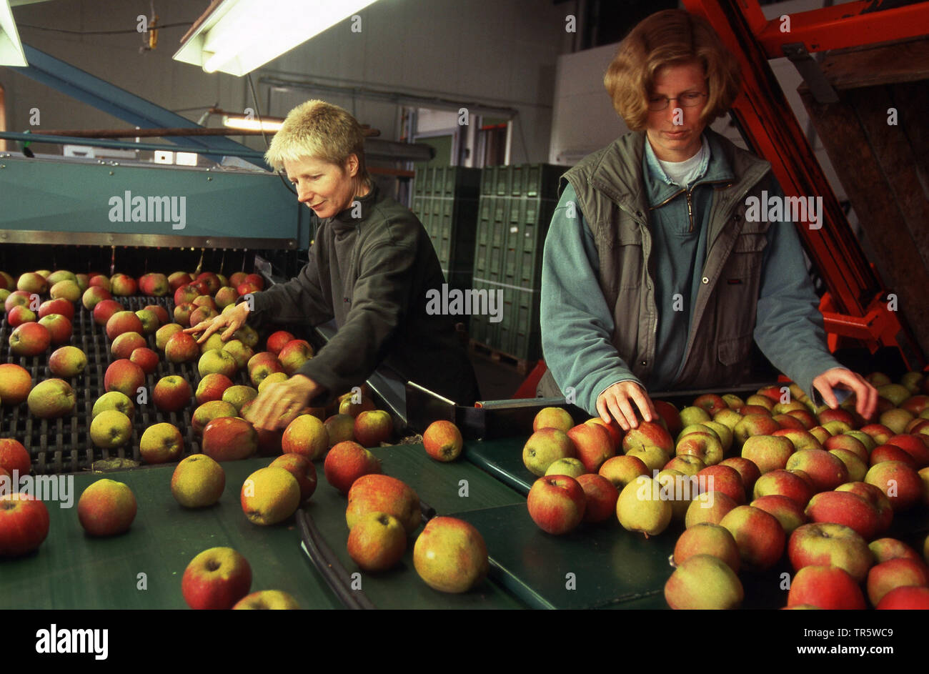 Apple (malus domestica), organico apple farm, Germania, Bassa Sassonia Foto Stock