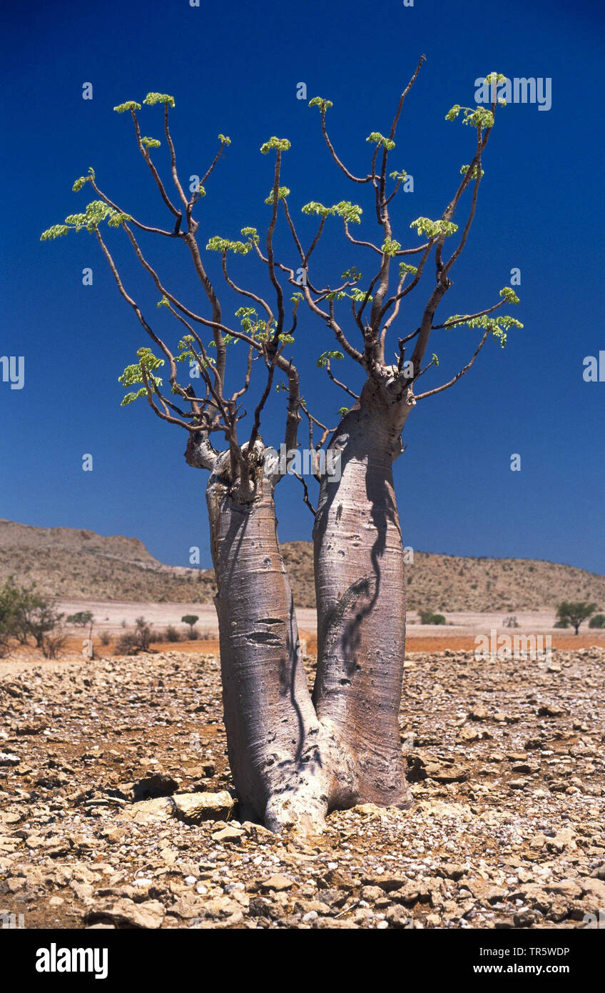 Foglie di forma ovale Moringa (Moringa ovalifonia), in semi-deserto, Namibia, Damaraland Foto Stock