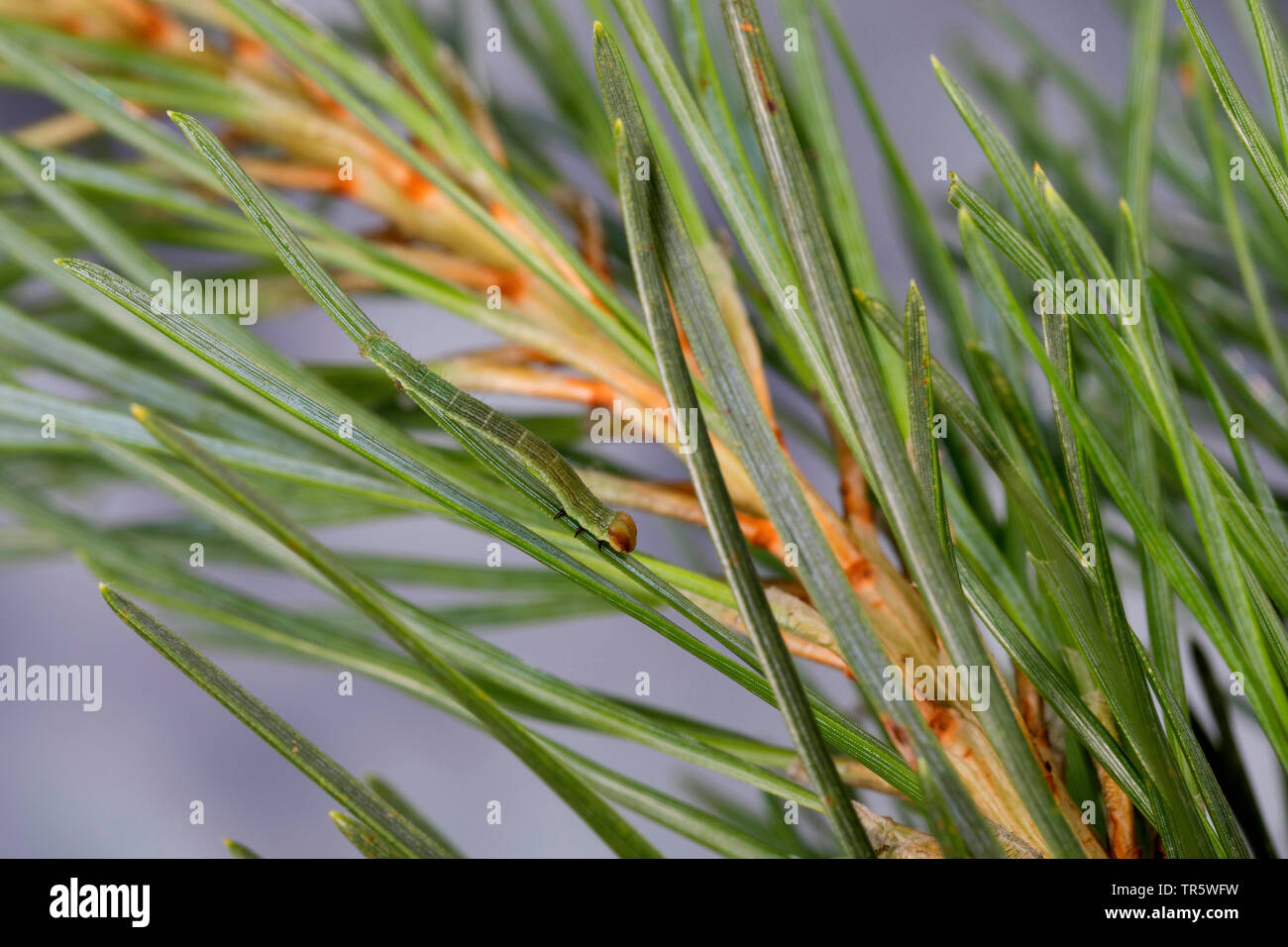 Bruno-escluso angolo (Macaria liturata, Semiothisa liturata), Caterpillar di mangiare al pino, Germania Foto Stock