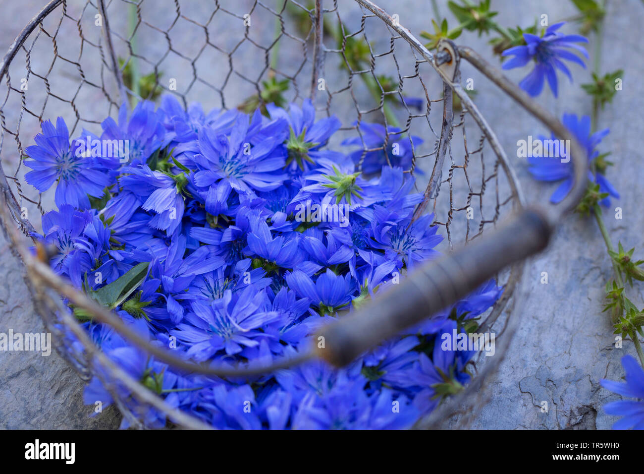 Blue marinai, comune cicoria selvatica cicorie (Cichorium intybus), fiori raccolti in un cestello, Germania Foto Stock