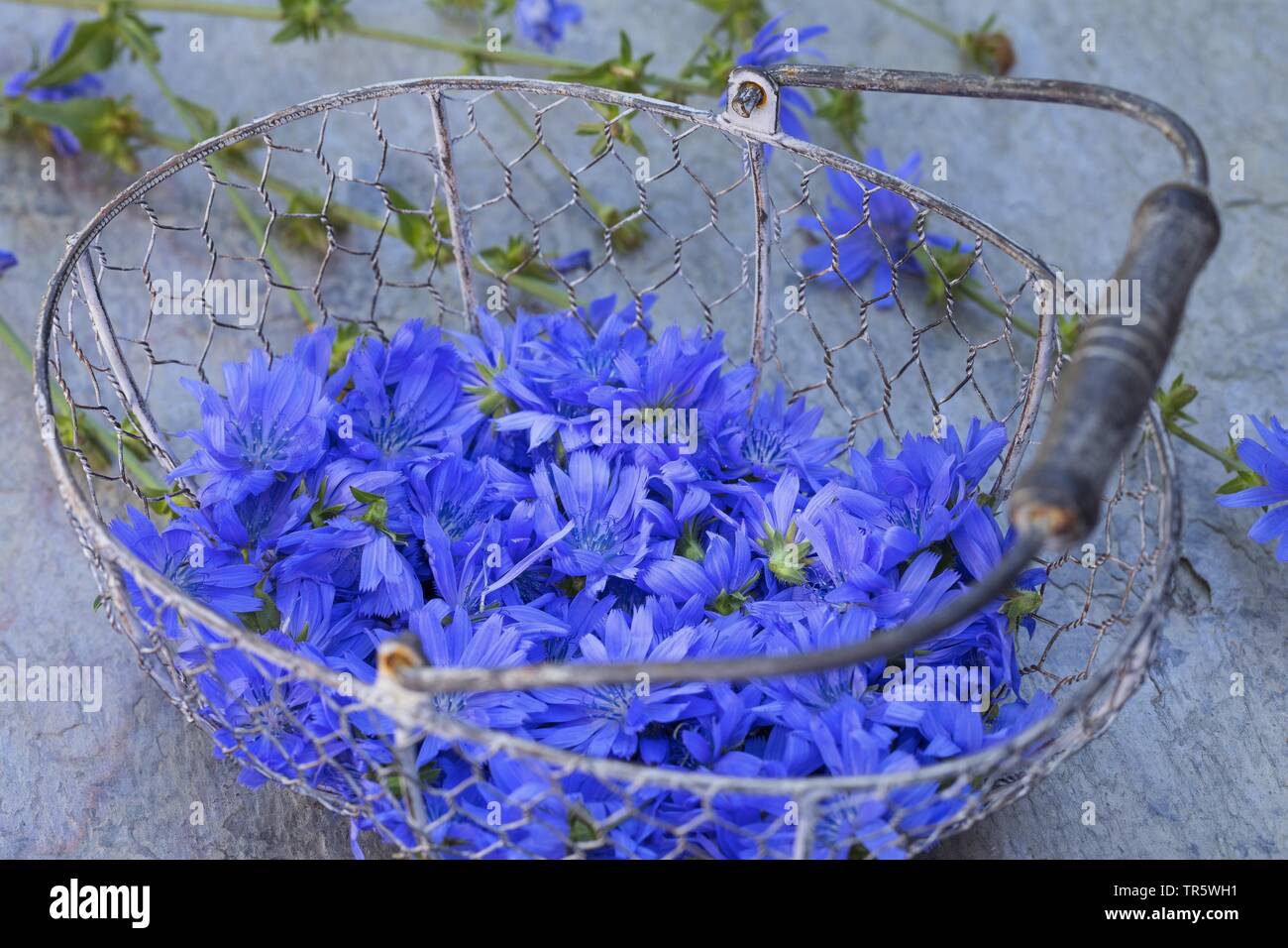 Blue marinai, comune cicoria selvatica cicorie (Cichorium intybus), fiori raccolti in un cestello, Germania Foto Stock