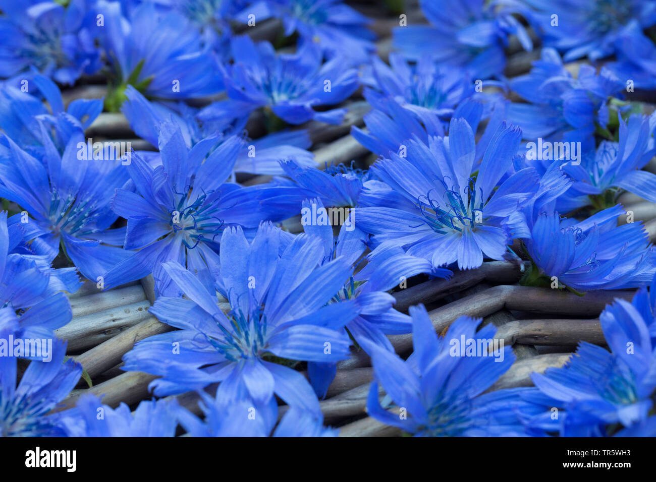 Blue marinai, comune cicoria selvatica cicorie (Cichorium intybus), fiori raccolti vengono essiccati, Germania Foto Stock