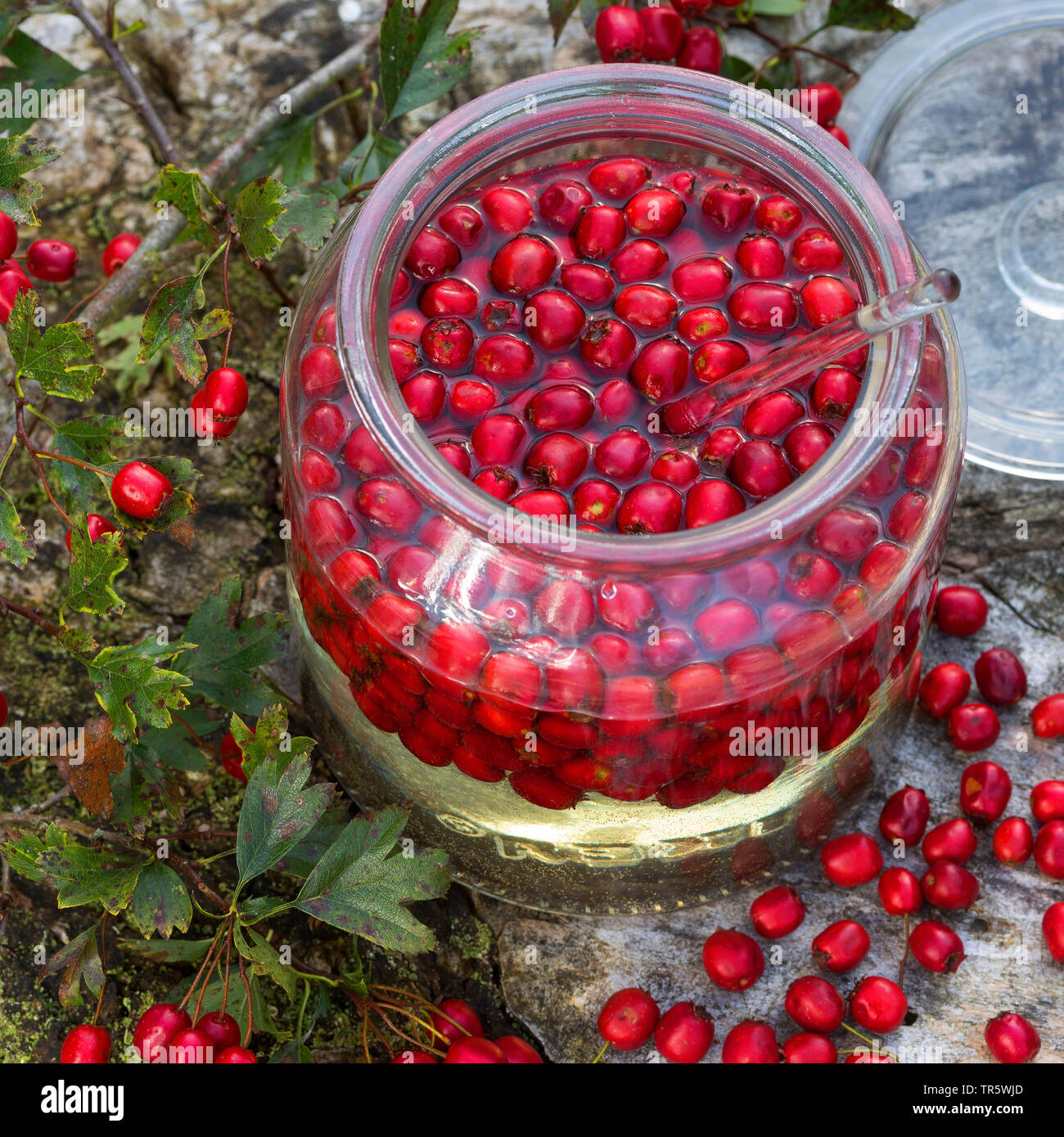 Biancospino, Bianco thorn, biancospino (Crataegus spec.), vino bianco ottenuto da bacche di biancospino, Germania Foto Stock