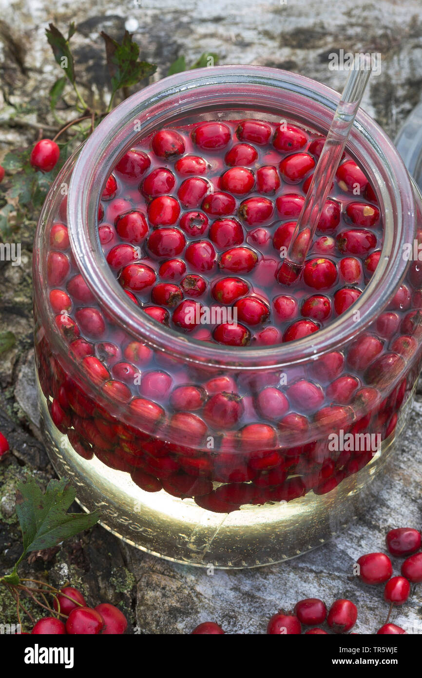 Biancospino, Bianco thorn, biancospino (Crataegus spec.), vino bianco ottenuto da bacche di biancospino, Germania Foto Stock