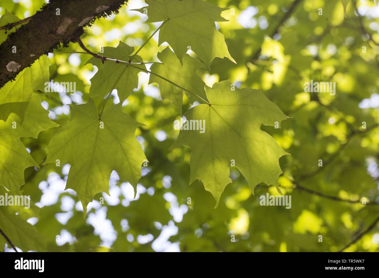 Rock acero maple (Acer saccharum), foglie su un ramo in controluce Foto Stock