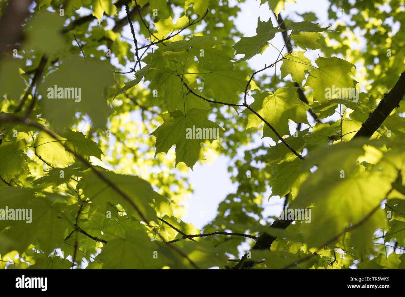 Rock acero maple (Acer saccharum), foglie su un ramo in controluce Foto Stock
