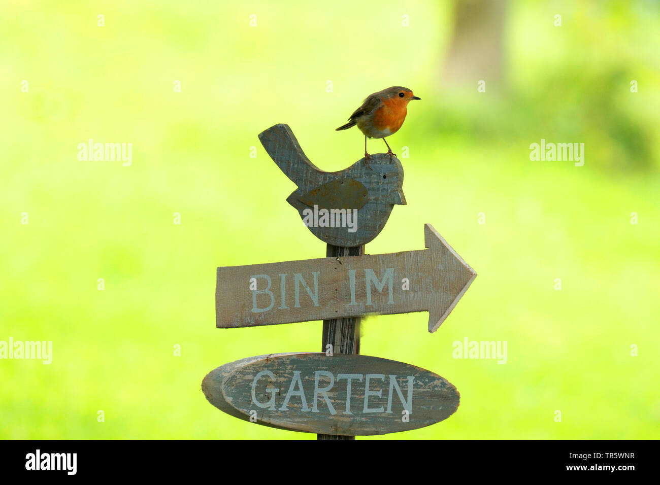 Unione robin (Erithacus rubecula), seduto su un segnale di informazione per gli uccelli, in Germania, in Renania settentrionale-Vestfalia Foto Stock