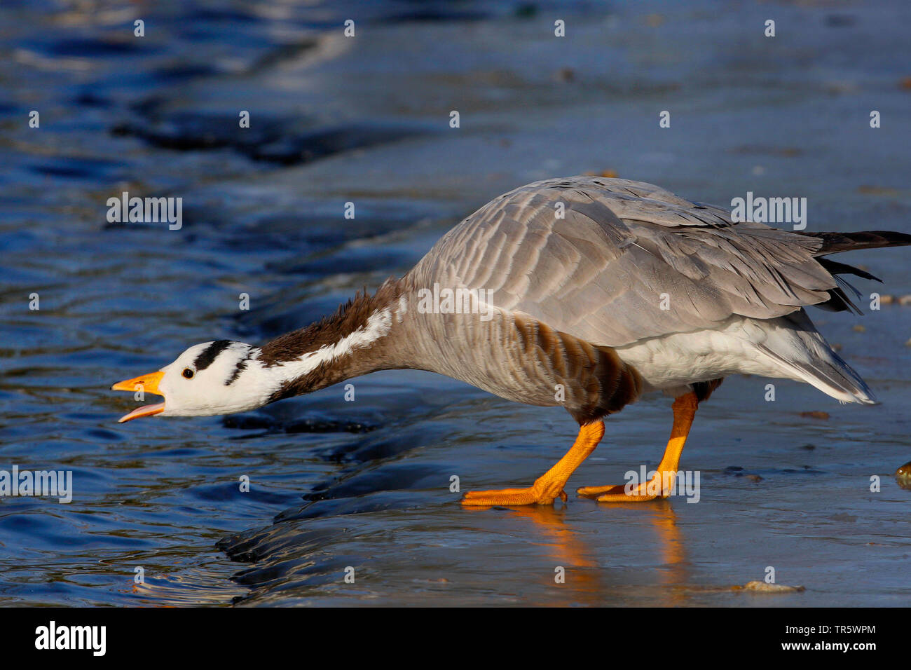 Bar-headed goose (Anser indicus), d'inverno in acqua, vista laterale, Germania Foto Stock