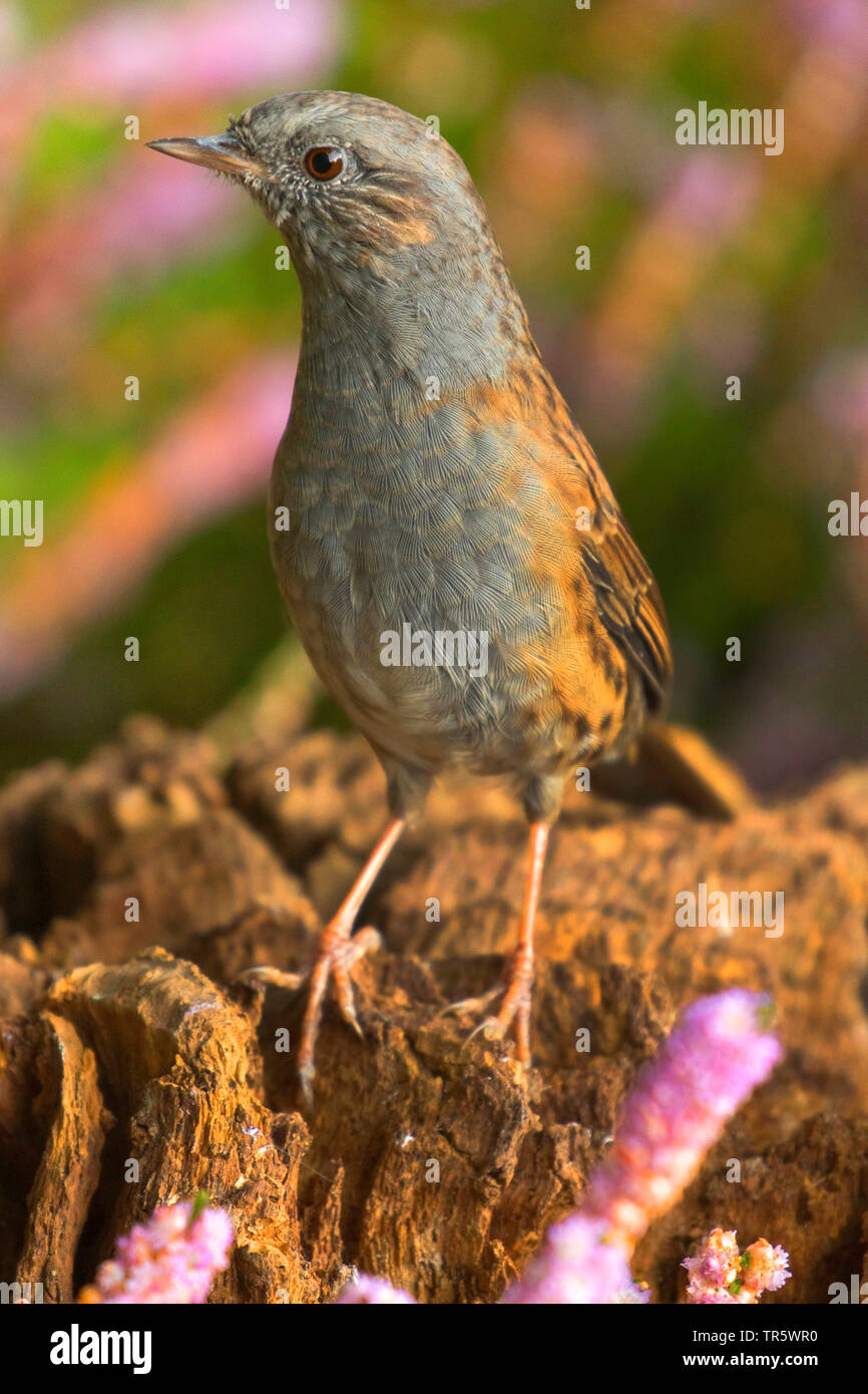 Dunnock (Prunella modularis), seduto su un albero marcio moncone in heath, in Germania, in Renania settentrionale-Vestfalia Foto Stock