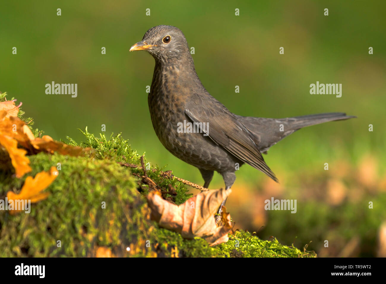 Merlo (Turdus merula), femmina su MOSS, vista laterale, in Germania, in Renania settentrionale-Vestfalia Foto Stock