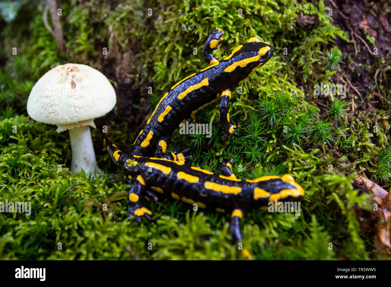 Unione salamandra pezzata (Salamandra salamandra), due salamandre in una foresta alla ricerca di cibo accanto a un fungo, Svizzera, Sankt Gallen Foto Stock