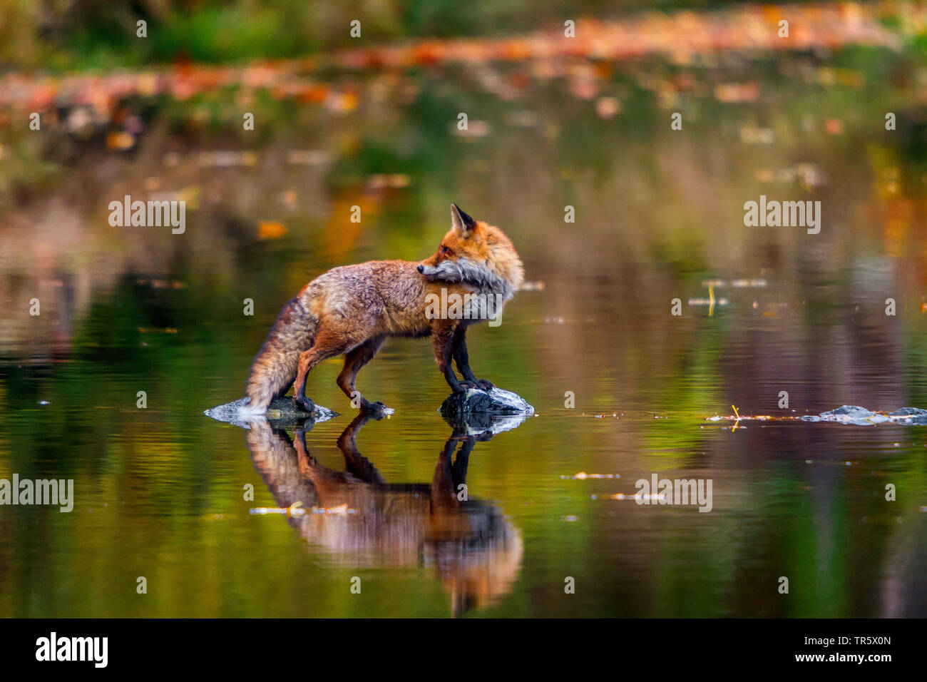 Red Fox (Vulpes vulpes vulpes), in piedi in acqua poco profonda e guardando indietro, vista laterale, Repubblica Ceca, Hlinsko Foto Stock