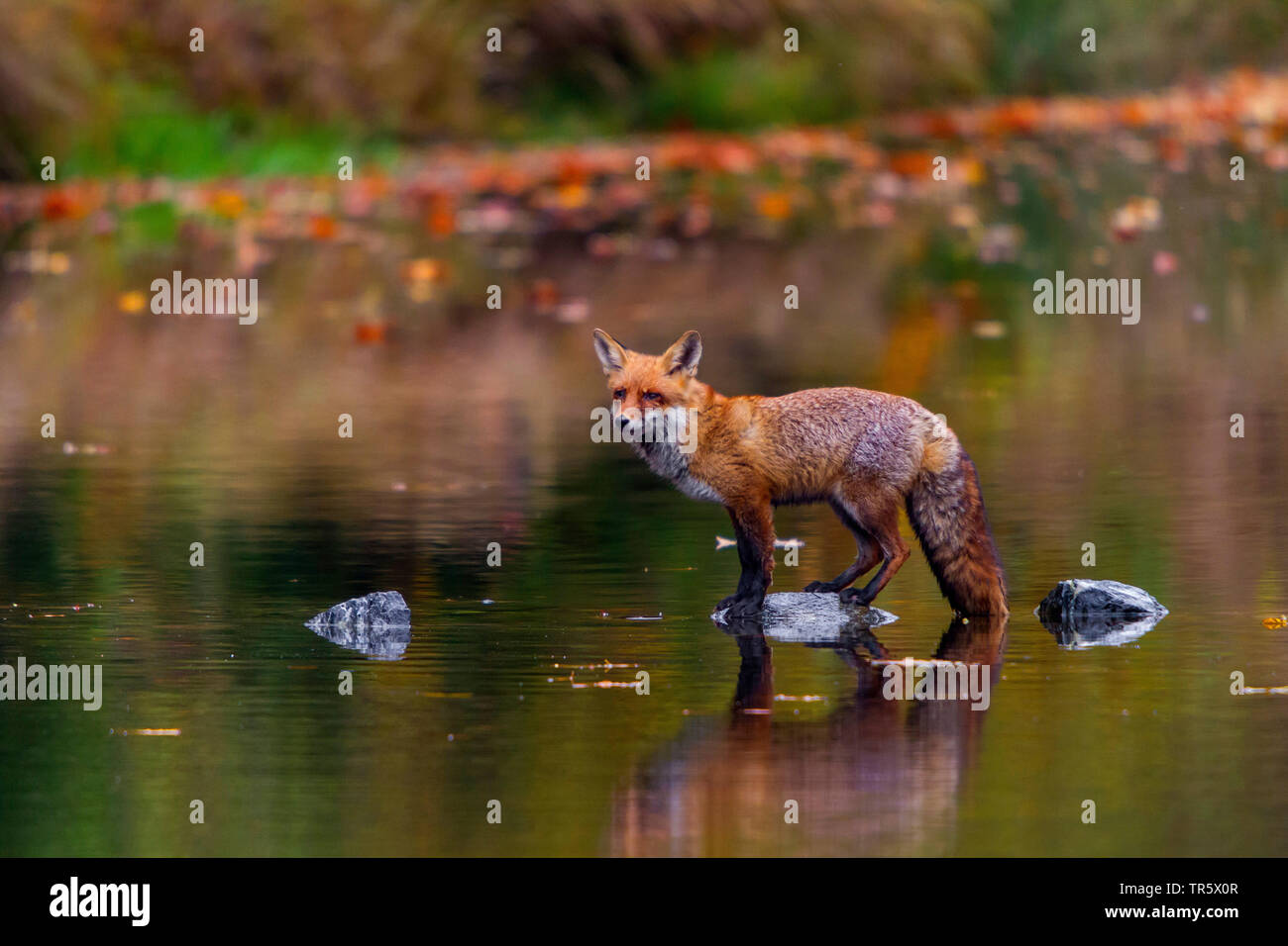 Red Fox (Vulpes vulpes vulpes), in piedi in acqua bassa, vista laterale, Repubblica Ceca, Hlinsko Foto Stock
