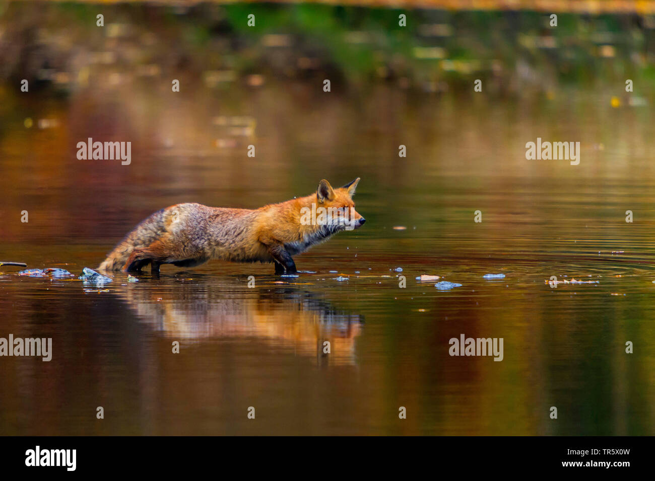 Red Fox (Vulpes vulpes vulpes), staldking attraverso acque poco profonde, vista laterale, Repubblica Ceca, Hlinsko Foto Stock