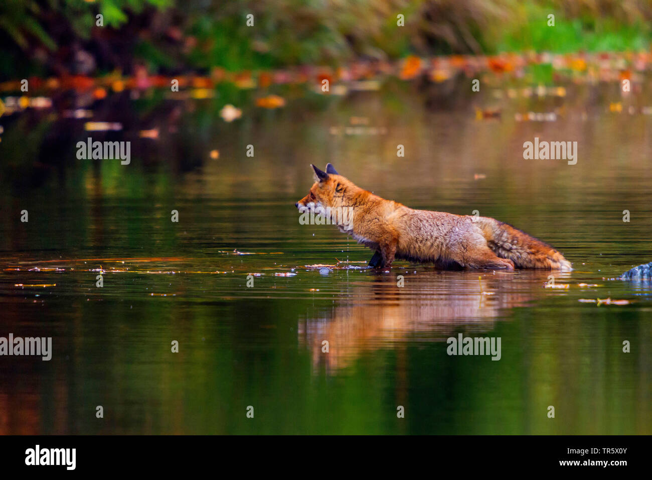 Red Fox (Vulpes vulpes vulpes), in piedi in acqua bassa, vista laterale, Repubblica Ceca, Hlinsko Foto Stock