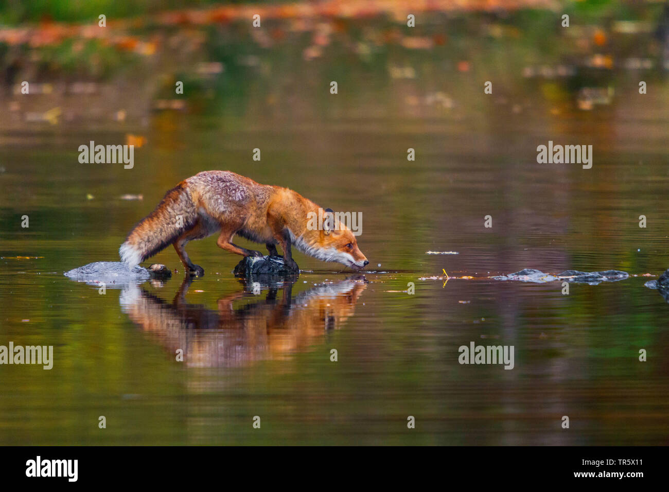 Red Fox (Vulpes vulpes vulpes), stando in piedi in acque poco profonde e di bere, vista laterale, Repubblica Ceca, Hlinsko Foto Stock