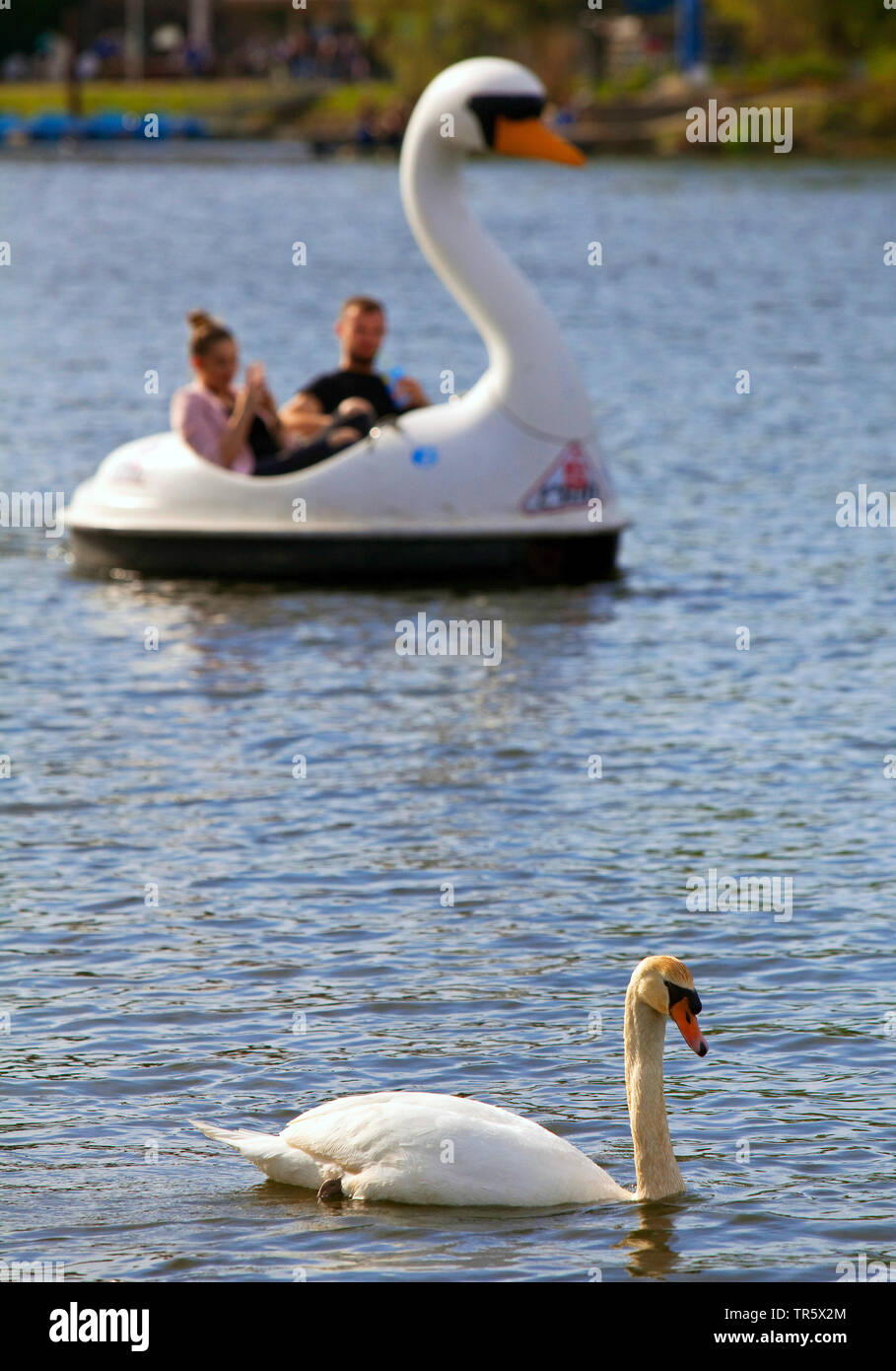 Cigno (Cygnus olor), in fornt di un pedalò a forma di cigno sul lago Kemnade, in Germania, in Renania settentrionale-Vestfalia, la zona della Ruhr, Bochum Foto Stock