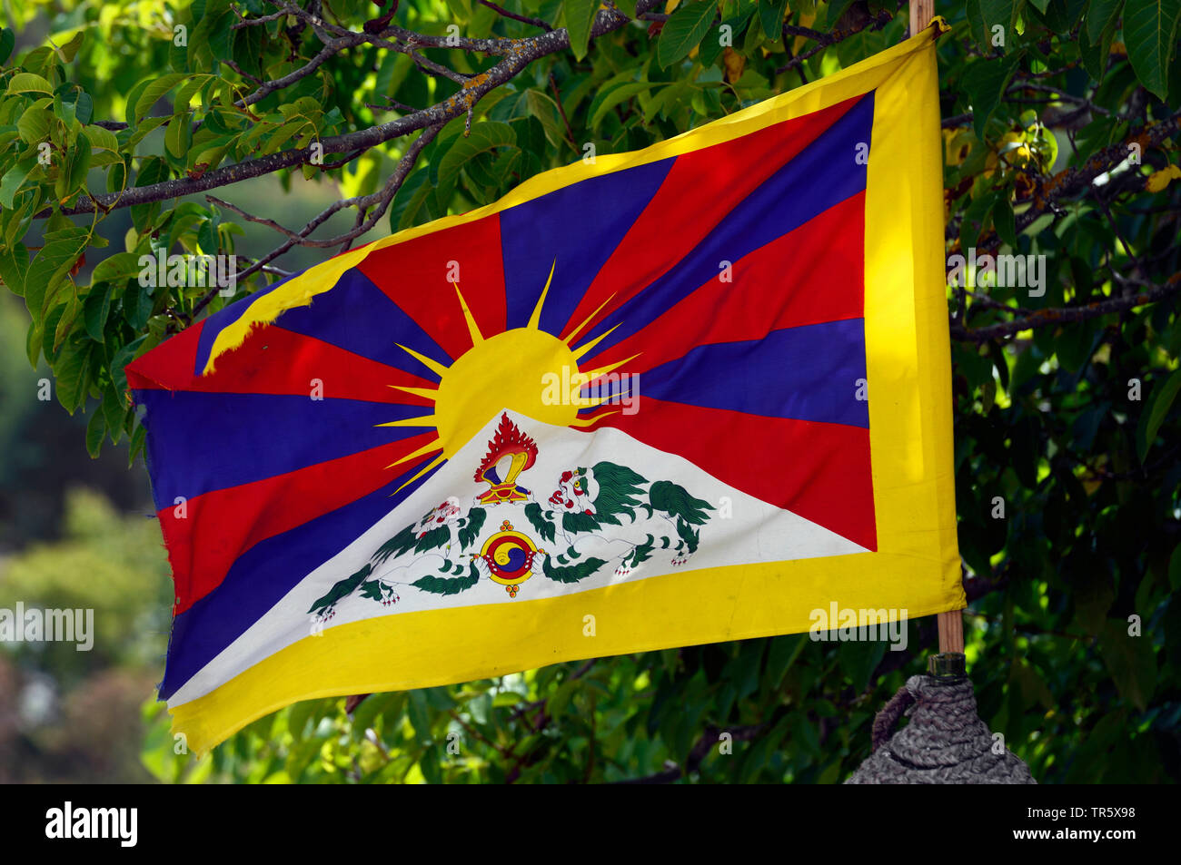Bandiera tibetana, Cina, Tibet Foto Stock