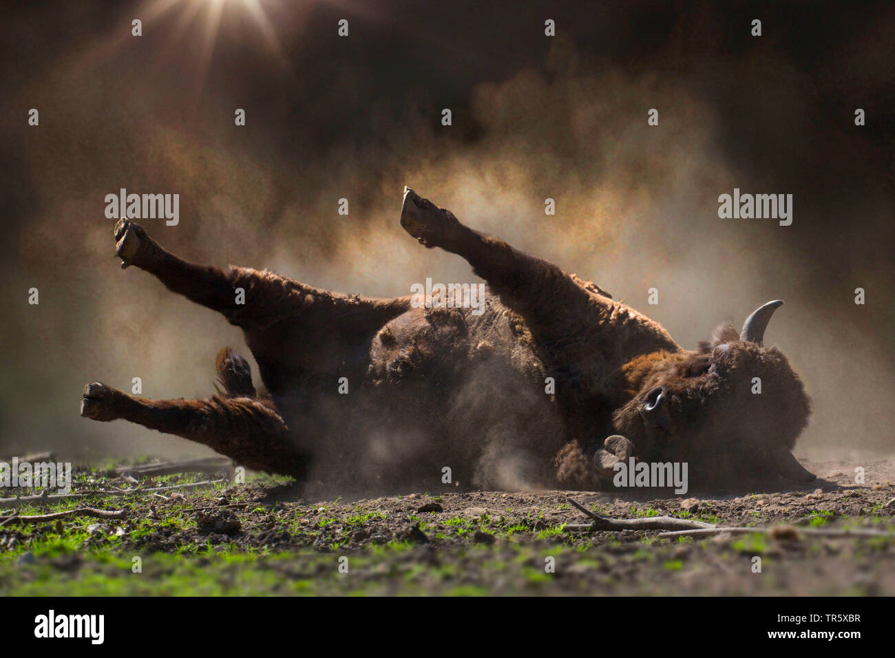 Il bisonte europeo, wisent (Bison bonasus), giovane animale weltering sul terreno, giacente spread eagled, Germania Foto Stock