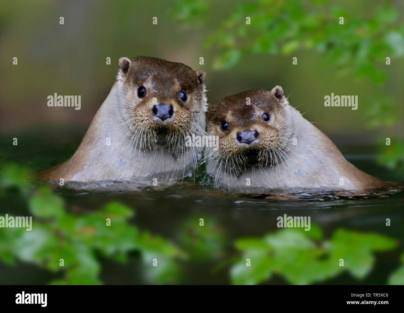 Unione Lontra di fiume, Lontra europea, lontra (Lutra lutra), coppia in acqua, Germania Foto Stock