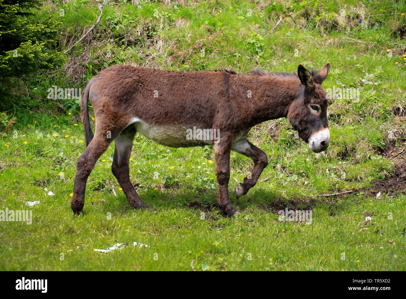 Asino domestico (Equus asinus asinus), in piedi su un prato, Germania Foto Stock