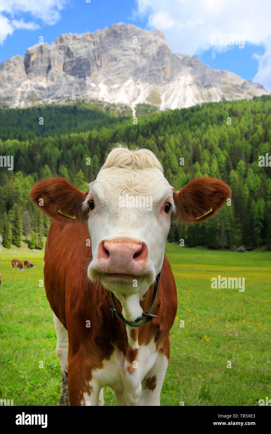 Gli animali domestici della specie bovina (Bos primigenius f. taurus), mucca su un pascolo, lookin verso la telecamera, Germania Foto Stock