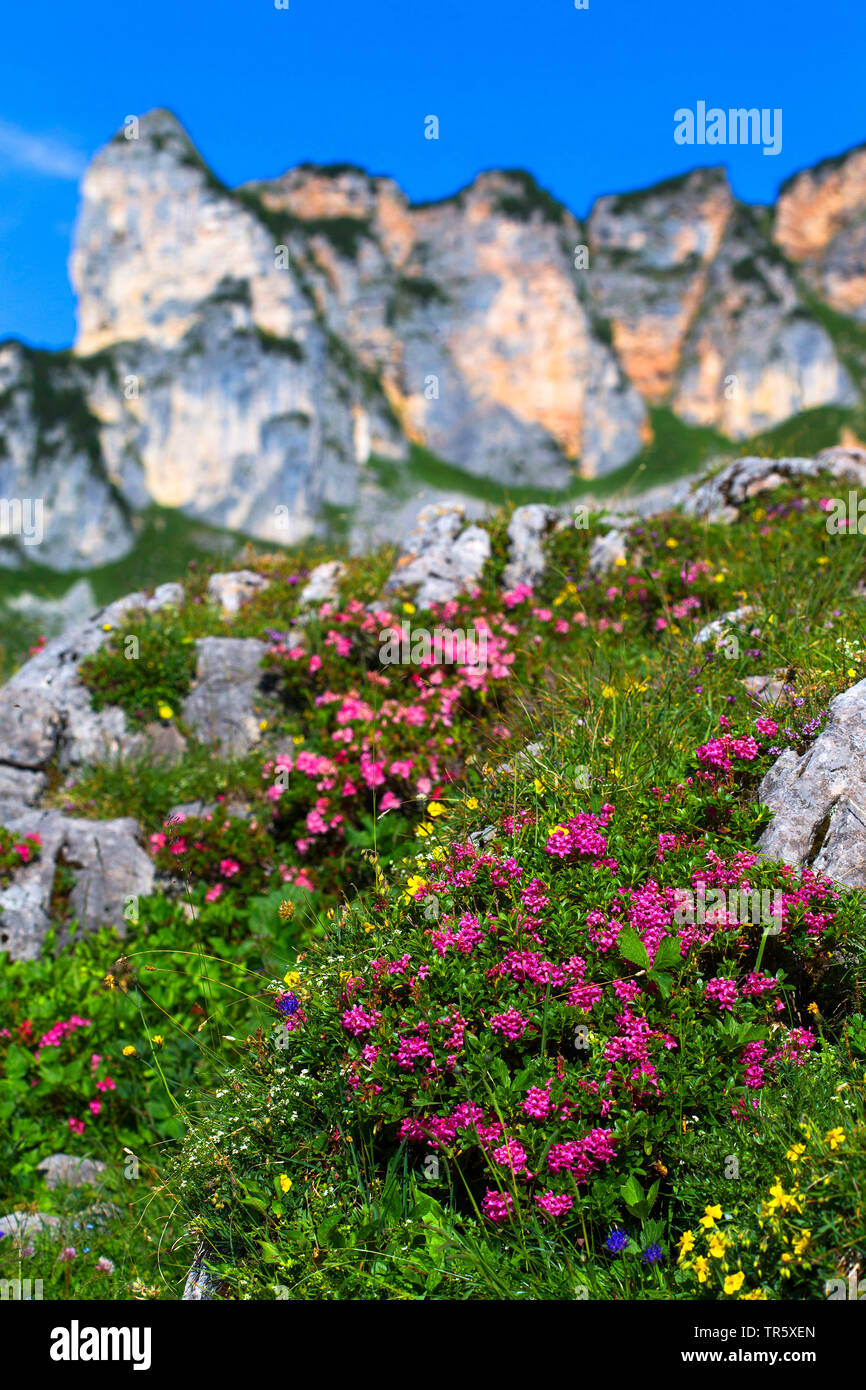 Hairy Alpine rose (Rhododendron hirsutum), fioritura di fronte montagne, Austria, Tirolo Foto Stock