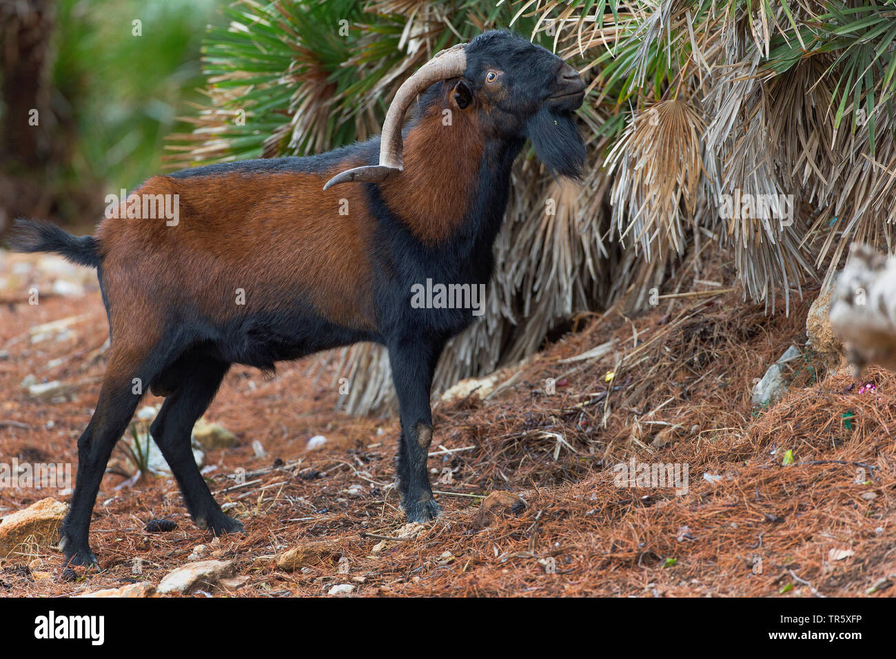 Balearian stambecco (Capra hircus, Capra aegagrus f. hircus), feral caprone su Mallorca, vista laterale, Spagna, Balearen, Maiorca, Serra de Tramuntana Foto Stock