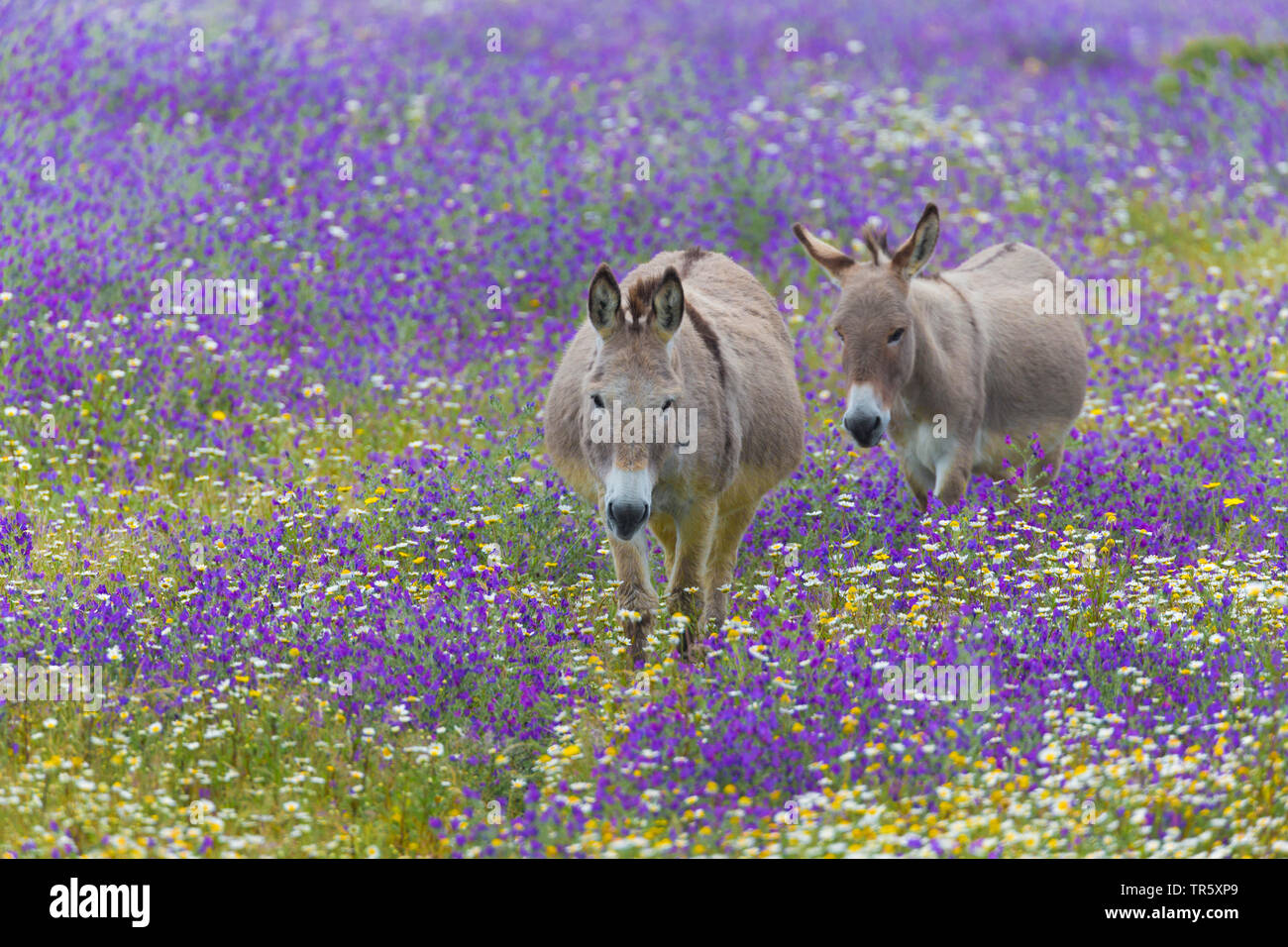 Asino domestico (Equus asinus asinus), due asini in piedi in un fiore in fiore Prato, Italia, Sardegna, Alghero Foto Stock