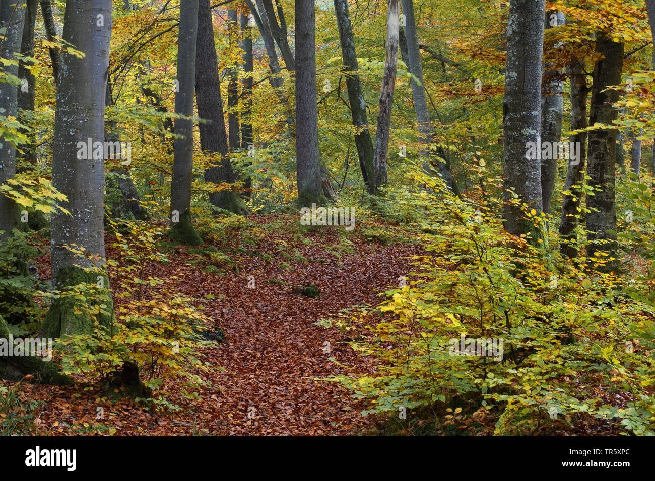 Comune di faggio (Fagus sylvatica), autumnally foglie in una spiaggia foresta, in Germania, in Baviera Foto Stock