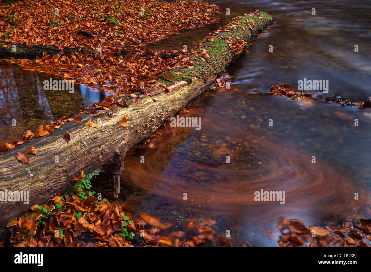 Autumnally foglie e acqua nel Canyon Stein, in Germania, in Baviera, il Parco Nazionale della Foresta Bavarese Foto Stock