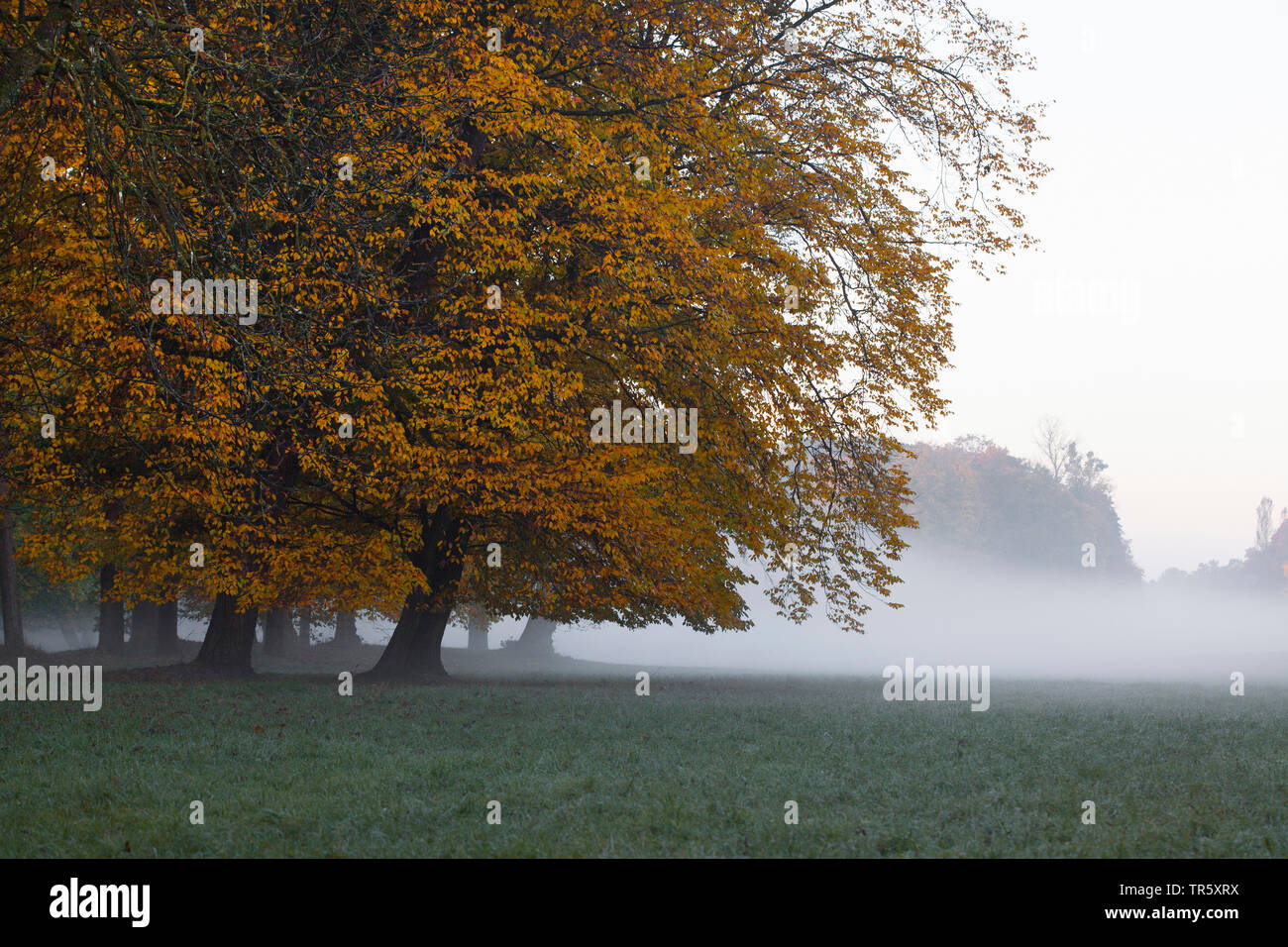 Alberi con colorazione autunnale mentre una mattinata nebbiosa, in Germania, in Baviera, Muenchen Foto Stock