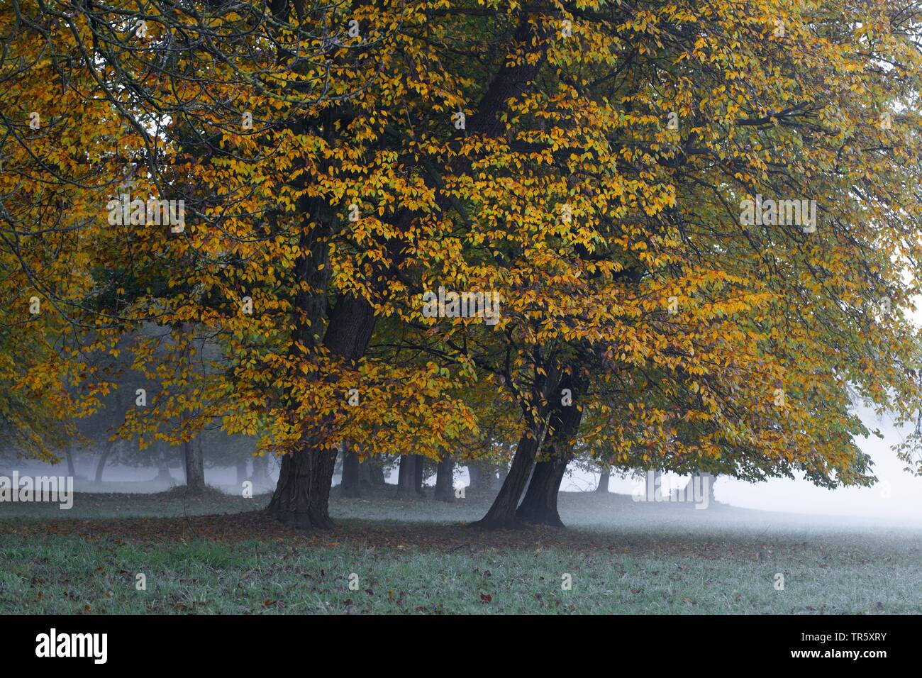 Alberi con colorazione autunnale mentre una mattinata nebbiosa, in Germania, in Baviera, Muenchen Foto Stock
