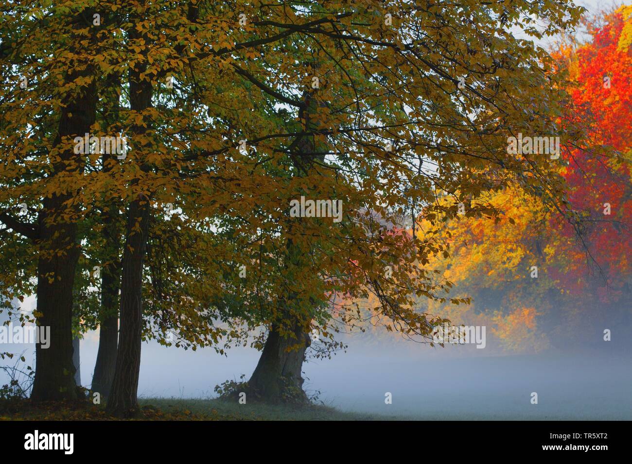 Alberi con colorazione autunnale mentre una mattinata nebbiosa, in Germania, in Baviera, Muenchen Foto Stock
