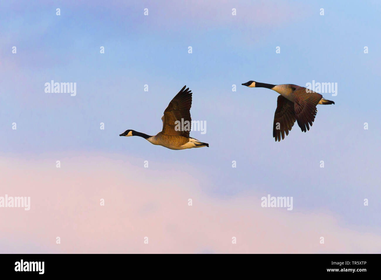 Canada goose (Branta canadensis), due oche del Canada battenti, in Germania, in Baviera Foto Stock
