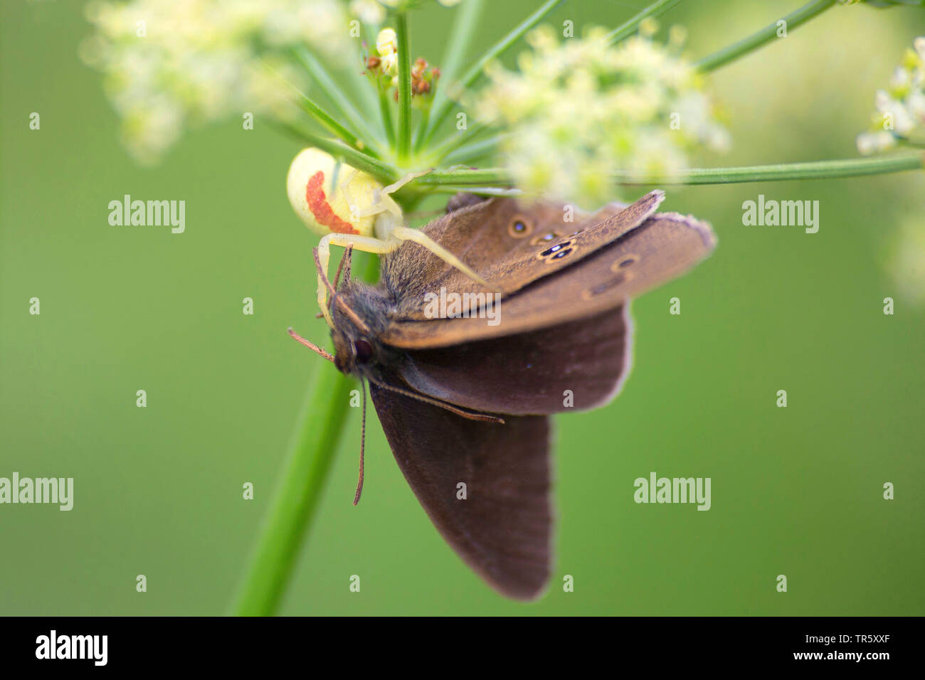 Oro ragno granchio (Misumena vatia), ha catturato un anello, Germania Foto Stock